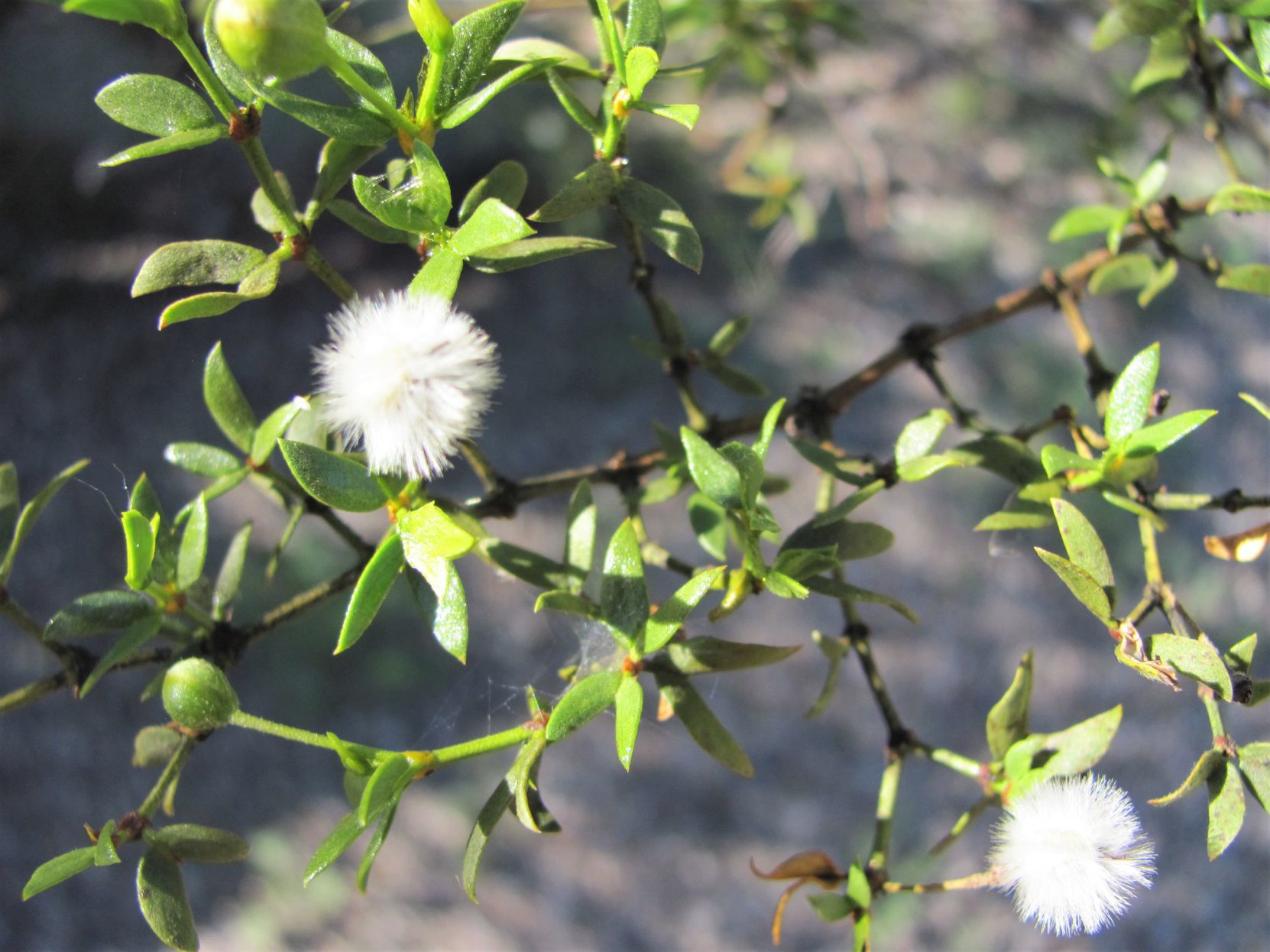 Seed capsules